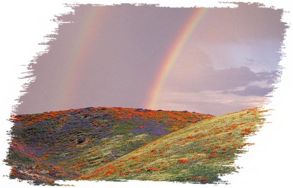 The Covenant of the Rainbow